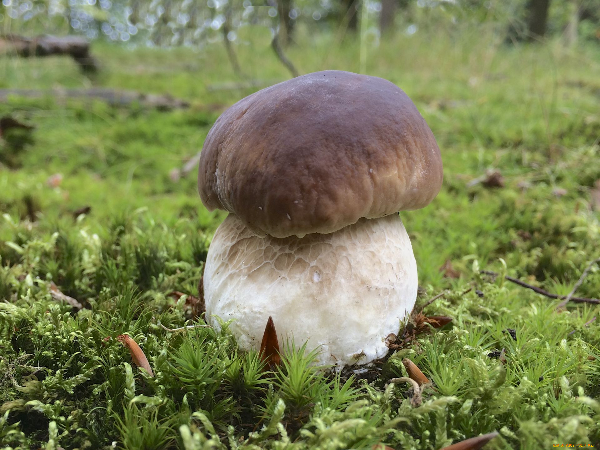 Белые грибы в белом мху